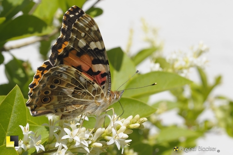 papillon photo pascal blachier