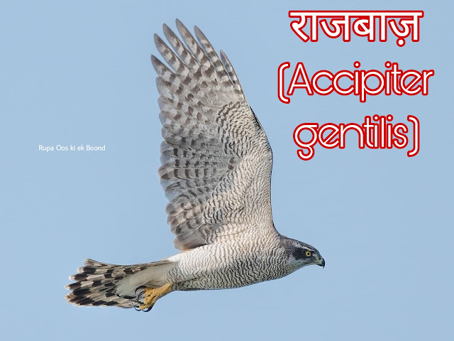 पंजाब का राज्य पक्षी (State Bird of Punjab) || राजबाज़ (Accipiter gentilis) || उत्तरी गोशाक (Northern Goshawk) ||