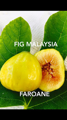 pokok tin malaysia Faroane