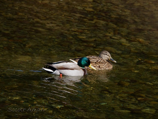 Anas platyrhynchos