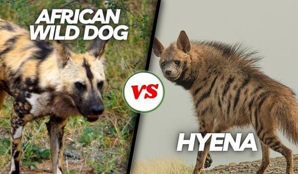 African Wild Dogs vs Hyenas: A Battle for Survival in African Savanna