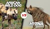 African Wild Dogs vs Hyenas: A Battle for Survival in African Savanna