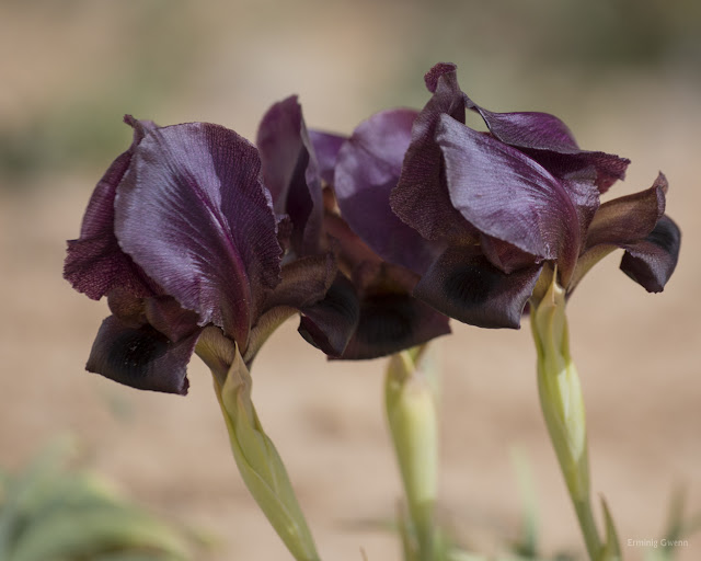 Iris atropurpurea