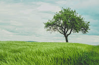 Tree on a green hillside