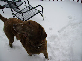 Raleigh in snow