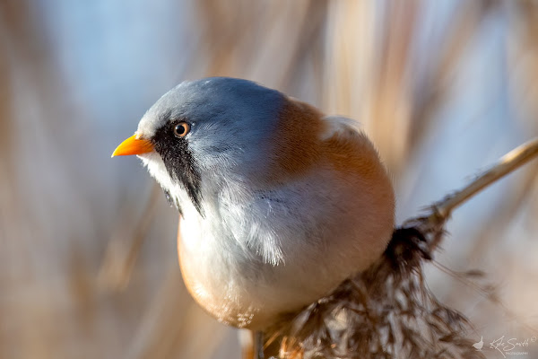 Bearded tit