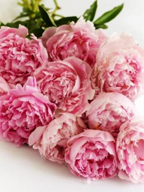 Pictures Of Flowers Peonies