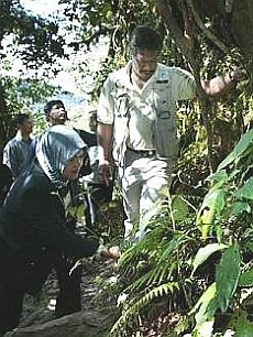 Treasure trove: Maznah examining one of the plant species in the forest.