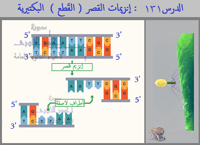 الدرس 131 : إنزيمات القصر ( القَطع ) البكتيرية | مدونة أحمد النادى ...