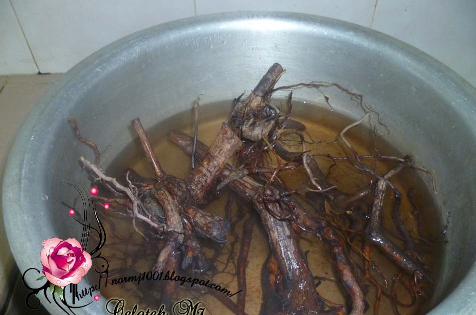 Minum Akar Mempelas  CeLoteh MJ