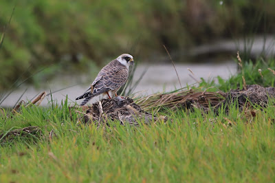 Readpoatfalk - Roodpootvalk - Falco vespertinus