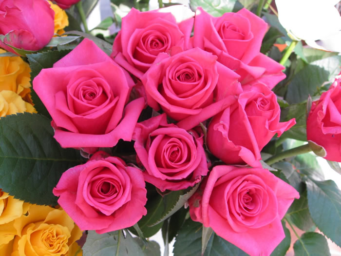 flowers wallpapers roses. Posted in flowers wallpaper,