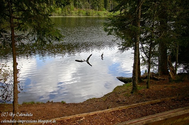 Windgfällweiher Seerundgang