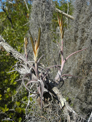 Tillandsia paucifolia care and culture