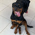 Filhote de cachorro da raça rottweiler desaparece e proprietário oferece recompensa 