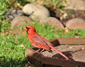 male cardinal in the evening