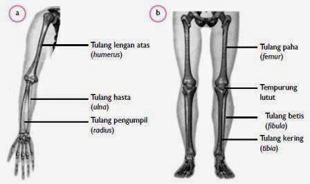 Rangka Panggul, Yang Keren!