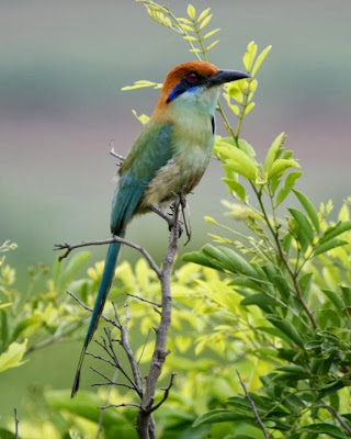 Momoto mexicano Momotus mexicanus