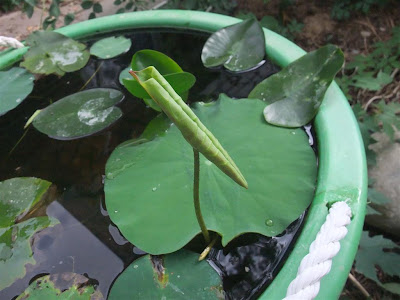 first aerial lotus leaf