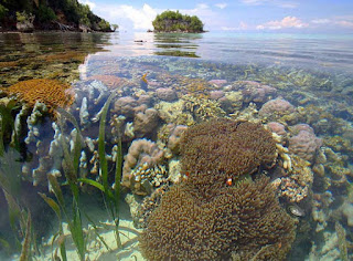 The beauty of the Coral Triangle under the sea, islands of Sulawesi Togean