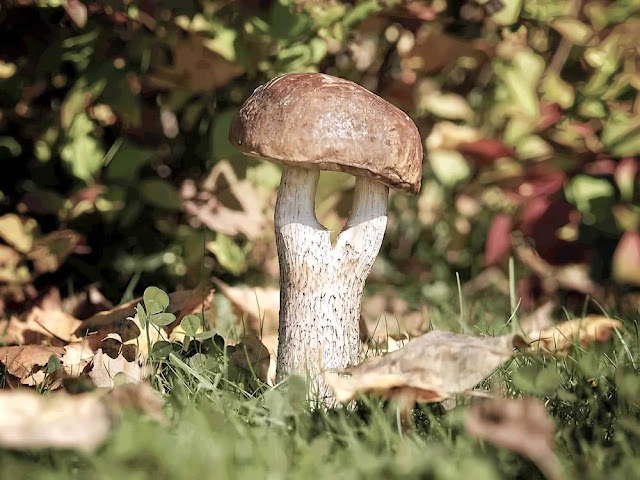 Mushroom Brown Birch Bolete Leccinum scabrum garden tree plant flower grow vegetable fruit seeds grass berry growing landscaping planting gardening perennial cultivation shrub