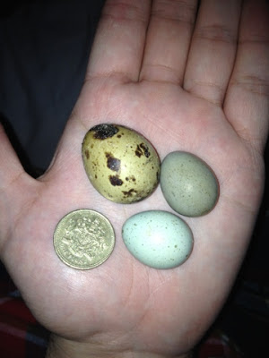 Chinese Painted Quail Egg
