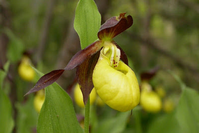 Cypripedium calceolus orchid care and culture