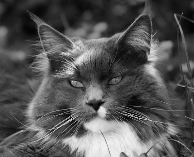 Beau Maine Coon en Noir et Blanc