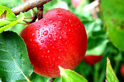 Buah apel Khasiat dan manfaat apel