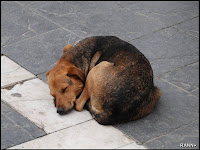 Los sueños de Ambrosio: Terry un perro vagabundo