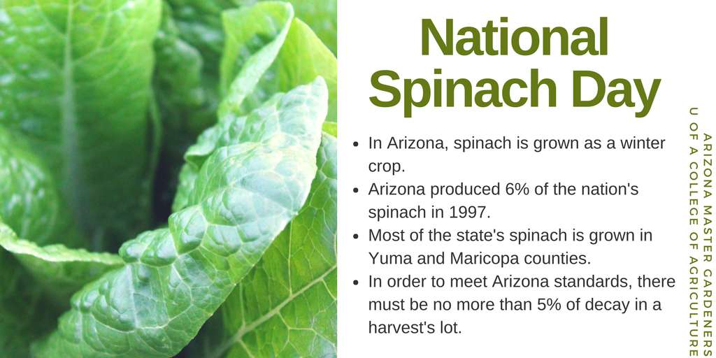 National Spinach Day Wishes