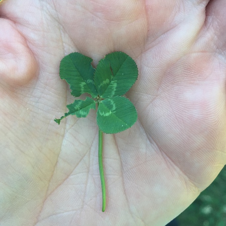 four leaf clover