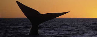 Patagonia, guardare de balene, le Balene danno spettacolo Italia Promociona Penisola Valdés