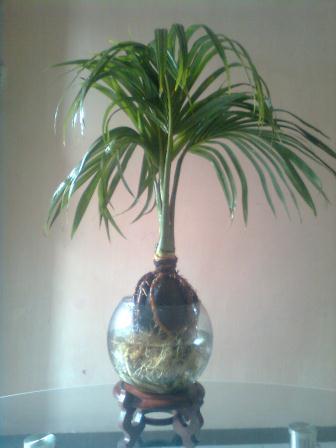 bonsai hidroponik