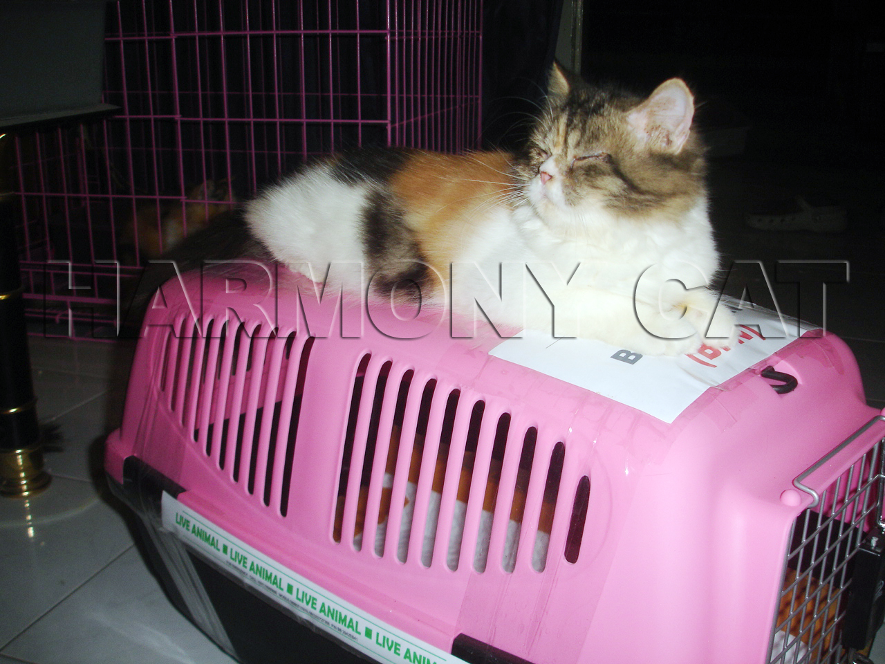 Hamster Dan Kucing Persia Murah Surabaya: KIRIM KUCING 