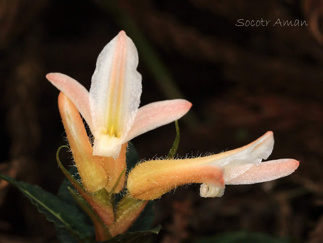 Goodyera biflora