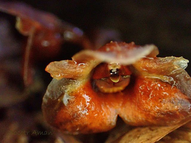 Gastrodia pubilabiata