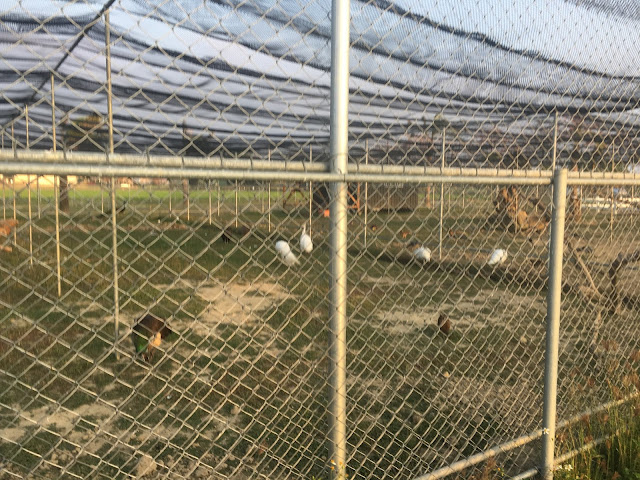 donkeys, baihe, tainan, taiwan