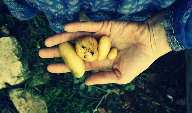 taters