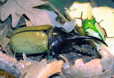 Escaravelho Hercules Beetle Dynastes hercules