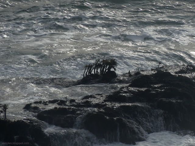 33: little kelp with a top like a palm frond