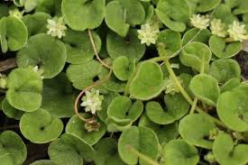  Dichondra repens