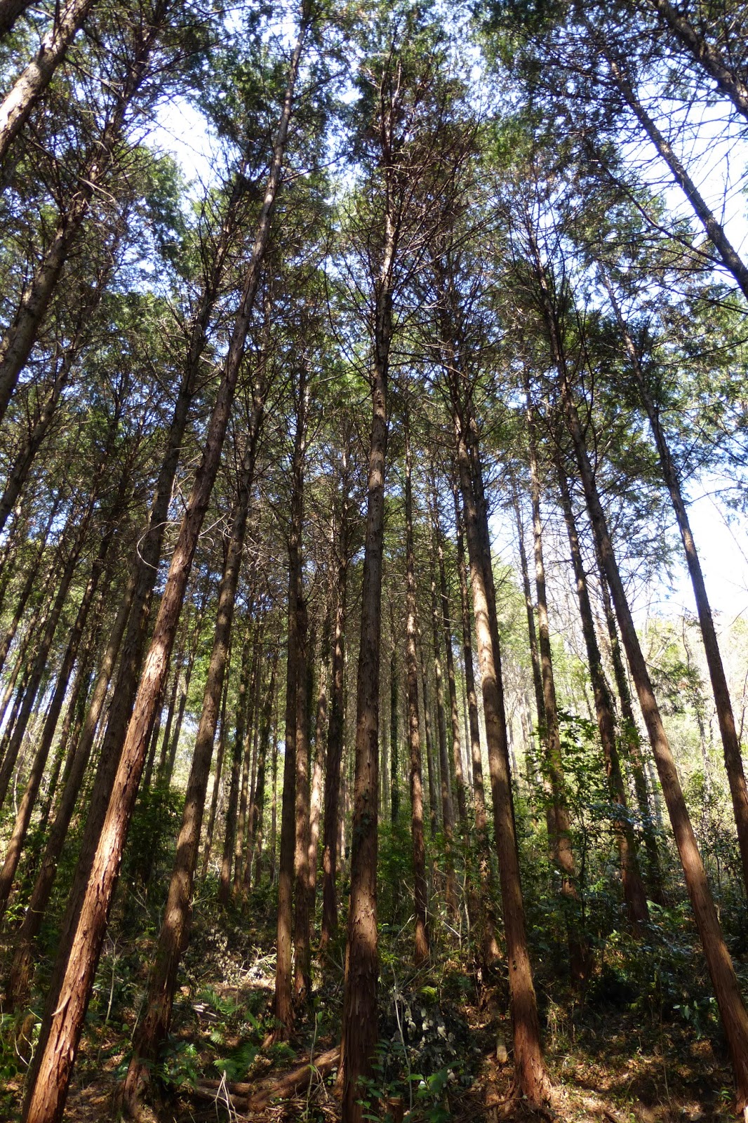 気に入る という言葉を語源で考えてみる 誰からも 気に入られ ようとするのは危険 珍妙雑記帖