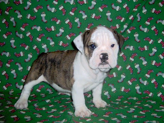 Victorian Bulldog Puppy