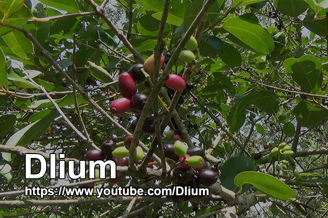 Dlium Java plum (Syzygium cumini)