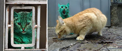 Este gato callejero se volvió verde accidentalmente