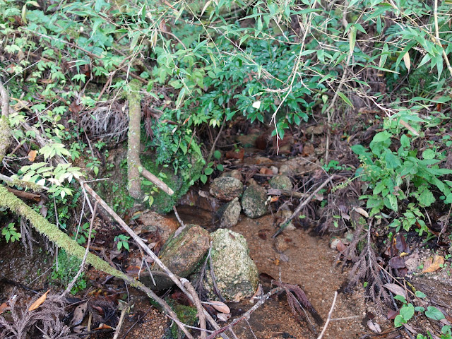 奥山のびとハウスの森