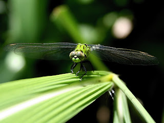 Eastern Pondhawk