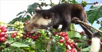 Kopi Luwak Bali (Agro Wisata) - Bali Karang Asem Tour