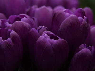 foto de tulipanes purpuras